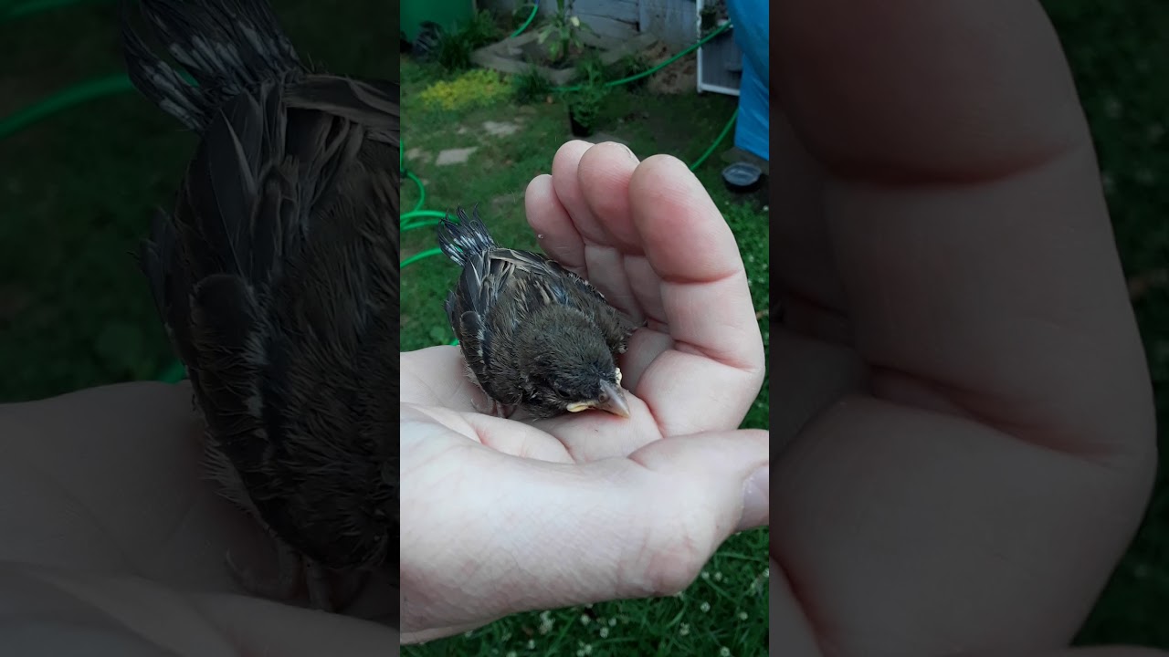 finch rescue birds 80247 finch rescue birds 80247