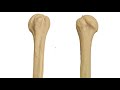 Quiz scapula humerus radius ulna