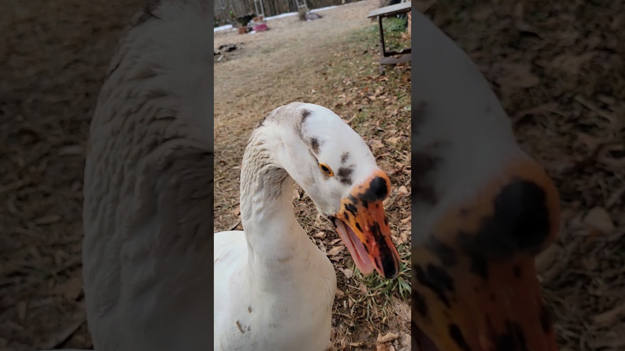 Восторг от свежего ведра! 