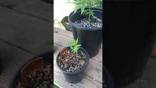 June 1, 2020 update on garden and green house
