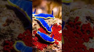 Hidden Ocean Life 🌊 | Tiny Sea Creatures in 4K Macro#MacroOcean#SeaCreatures#MarineLife#shorts