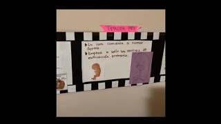 Línea del tiempo “Desarrollo embrionario”, Medicina semestre II.