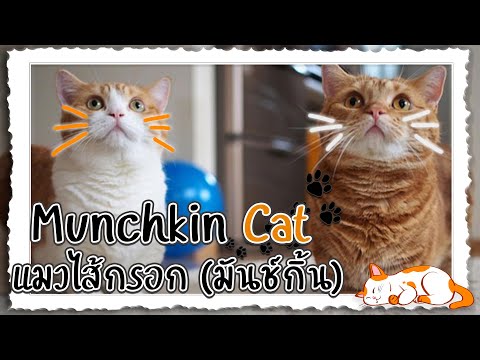 Munchkin Cat แมวไส้กรอก (มันช์กิ้น) | อ้อเหรอ Channel