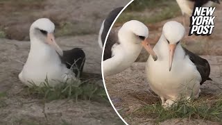 At 74, ‘world’s oldest’ albatross hopes to become a mom again