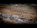 Colorado Public DIY Mule Deer Bow Hunt