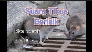 Suara Tikus Memanggil Temannya no copyright | Mouse Sound effect no copyright