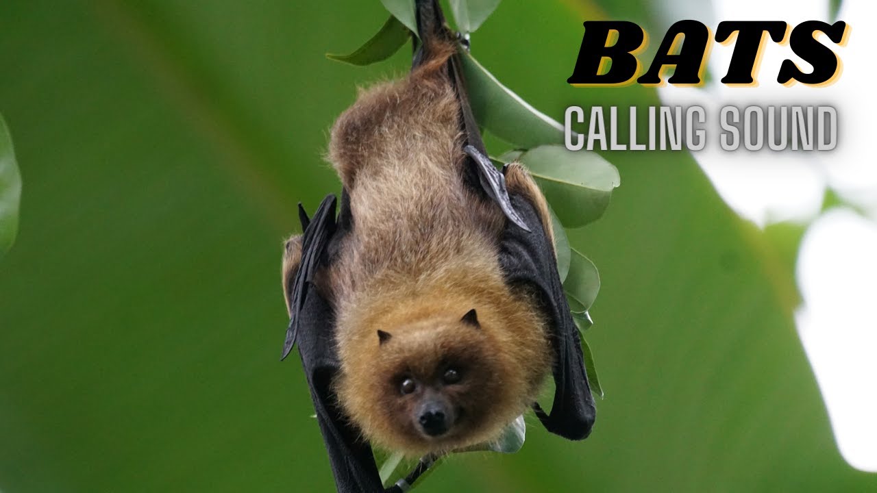 Звук крика летучих мышей