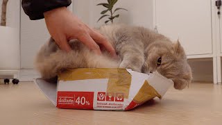 I was bitten by a boxholic cat.