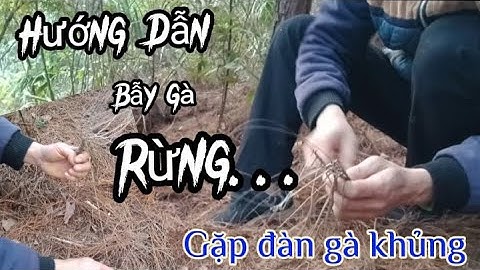 Hướng Dẫn Cách Bẫy Gà Rừng Hiệu Quả Không Cần Mồi |Phàn Vlogs