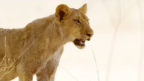 Apex Predator Decline Spells Trouble for the Environment