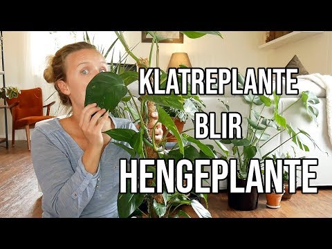 Video: Trelliser (40 Bilder): Tregitter For Klatreplanter, Gjør Det Selv I Henhold Til Trinnvise Instruksjoner, Tegninger