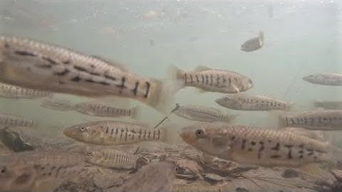 Striped Killifish vs Banded Killifish 10/28/22 Northshore Long Island