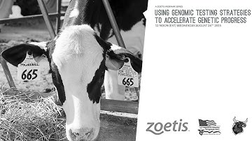 USING GENOMIC TESTING STRATEGIES TO ACCELERATE GENETIC PROGRESS -  Zoetis Video 3