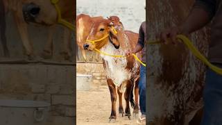 Top gir breed cows for sale #instaanimals #instagood #topclasscow #trend #reels #cow #bull #cowlover