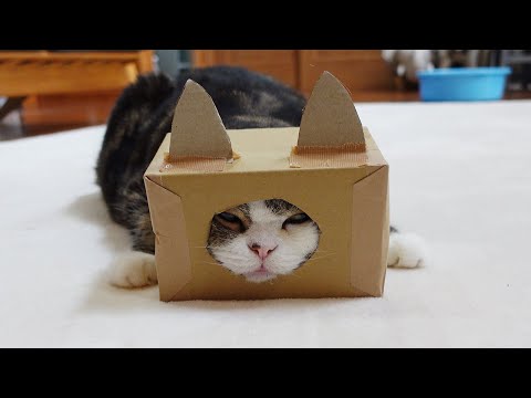 猫になりたいねこ。-Maru wants to be a cat.-