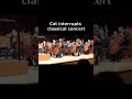 Cat interrupts classical concert #shorts