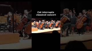 Cat interrupts classical concert #shorts