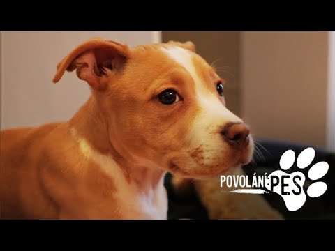 Video: Jak Krmit A Pečovat O Těhotné Psy