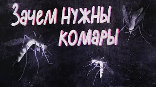 Зачем нужны комары? | Black Science