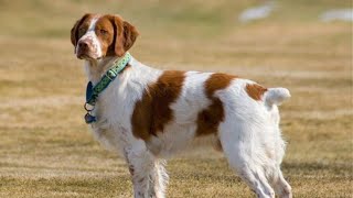 TOP 10 DOG BREEDS WITH SHORT TAILS