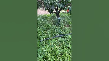 Béc xòe cắm gốc 360 dễ lắp giá rẻ phun mưa #becphunmua