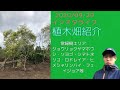 植木畑紹介　常緑樹2020/09/29