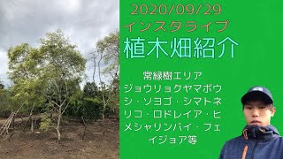 植木畑紹介　常緑樹2020/09/29