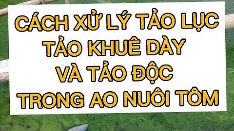 CÁCH XỬ LÝ TẢO LỤC TẢO KHUÊ DÀY VÀ TẢO ĐỘC TRONG AO NUÔI TÔM| Nguyễn Đình Tùng official