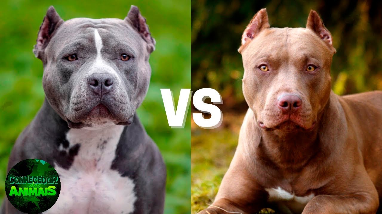 AMERICAN BULLY VS AMERICAN PIT BULL COMPARA O DE RA AS YouTube