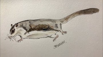 How to paint a sugarglider