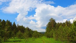 Летний лес  ! Бабочка Махаон ! Варенье из сосновых шишек !