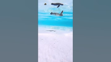 واصبر لحكم ربك فإنك بأعيننا/تلاوة خيالية للقارئ الشيخ محمد صديق المنشاوي /follow❤️🎧