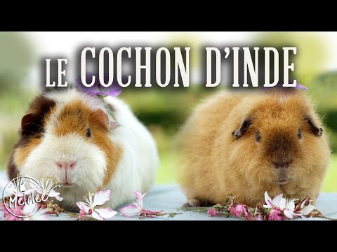 Vidéo: Le cochon d'Inde est-il un hamster ?
