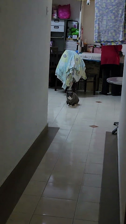 Two dominant males clash