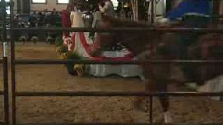 MSU Equine Boosters hold annual horse sale