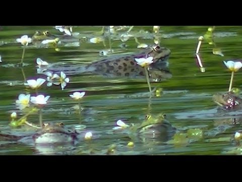 Le chant très doux du mâle de la grenouille rousse au moment des amours -  Lartigau - Milhas - 31 