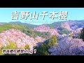 吉野山千本櫻｜奈良櫻花絕景vlog1