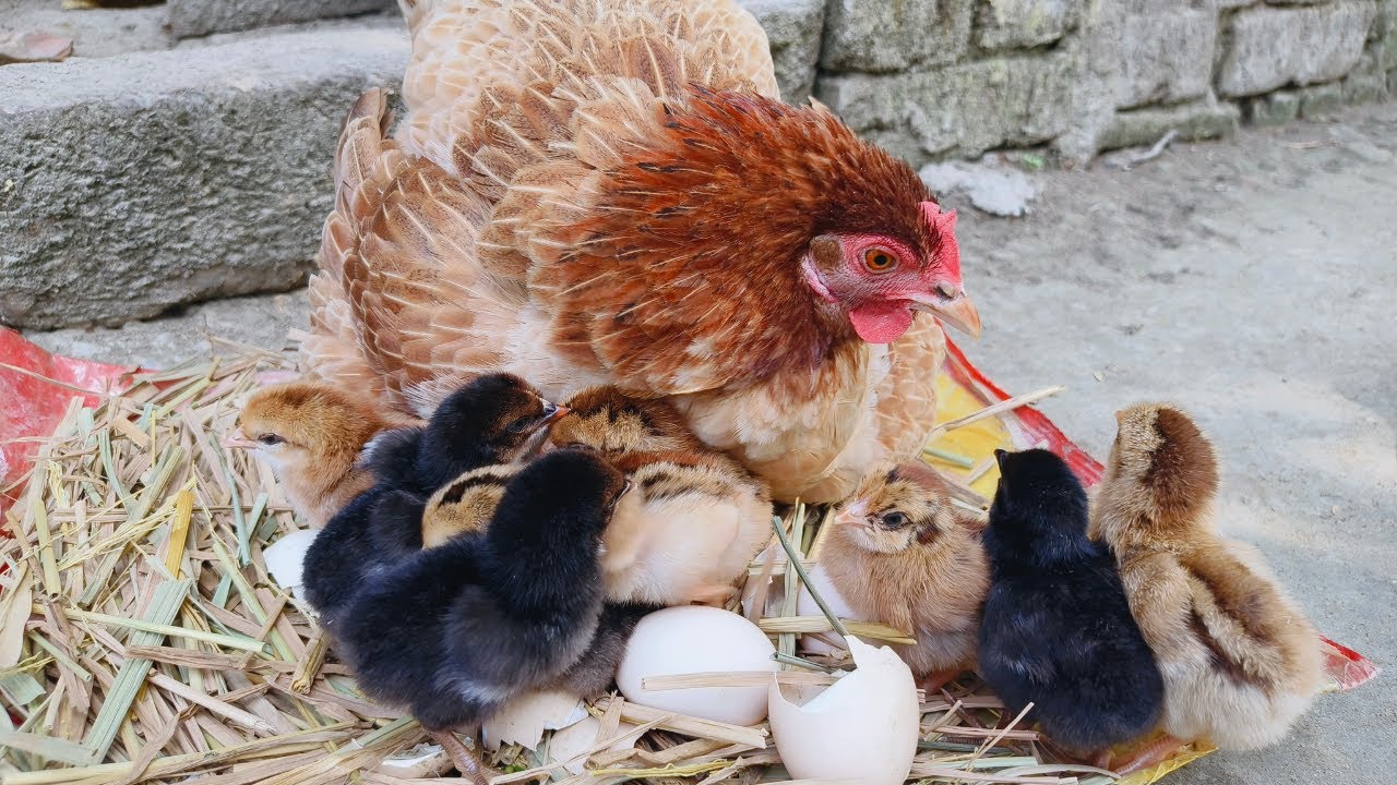 Backyard Chicken Secrets: How to Hatch Chicken Eggs at Home Naturally🐣