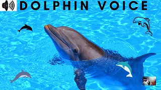 Dolphin Voice Aquatic Mammal Infra Order Cetacea Delphinidae Platanistidaechattertrizzler