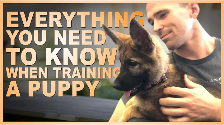 Everything You Need to Know When Training Your Pup...