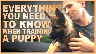 Everything You NEED TO KNOW When Training Your PUPPY!