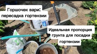 видео: Посадка гортензии в горшок: грунт, объем горшка, удобрения, полив. Выращиваем гортензии в контейнере картинка: Посадка гортензии в горшок: грунт, объем горшка, удобрения, полив. Выращиваем гортензии в контейнере