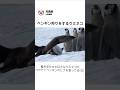 ペンギン狩りをするウミネコ