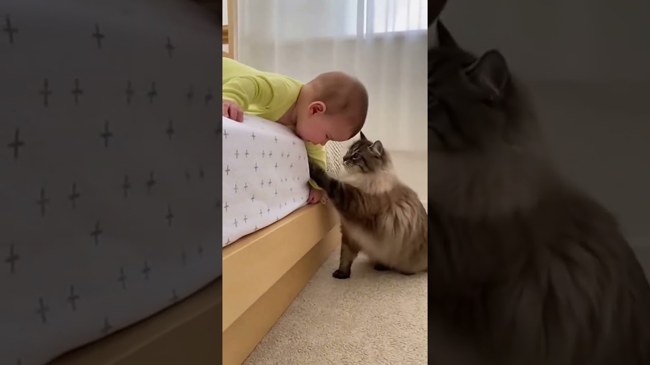This Cat Saves Baby from Dangerous Falling Down 