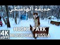 Moscow Husky Park Winter Snow Walk 4K 60 FPS  مشي في حديقة الهاسكي بين ثلوج الشتاء في موسكو في روسيا