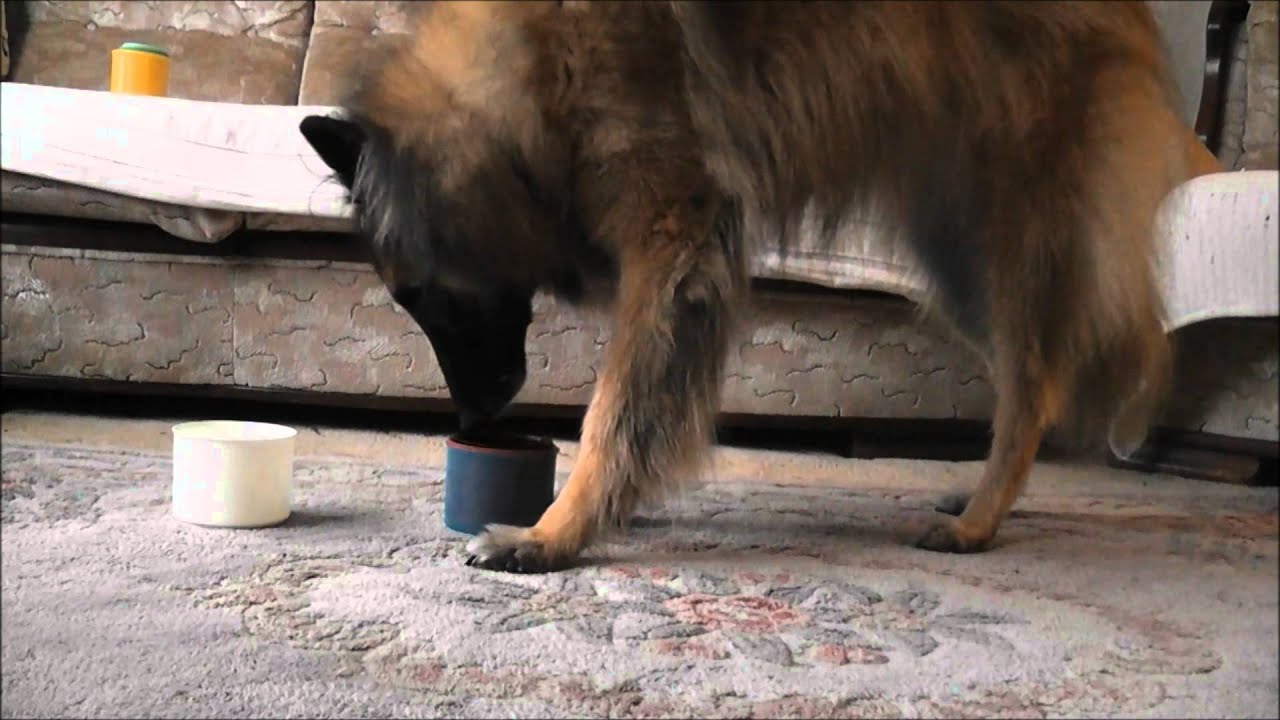 Dog Trick  stacking cups - clicker dog training in Fareham  www.tammysdogtraining.co.uk