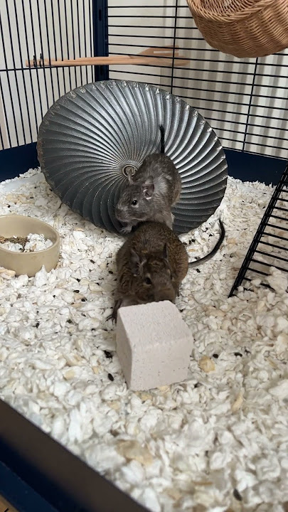 We put the chewing stone into the cage #degus #pets #stone