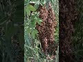 How big is the biggest swarm you've seen? Did it fit in 10 nuc boxes? #huge #swarm #beekeeperslife