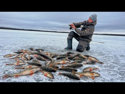 Видео: НАЛОВИЛ КРУПНЯКА НА БАЛАНСИР И РАСТАВИЛ ЖЕРЛИЦЫ НА ПЕРВОМ ЛЬДУ! Рыбалка на самом первом льду.