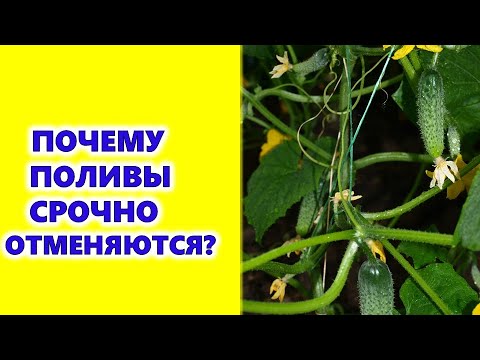 Why watering cucumbers is urgently canceled ???